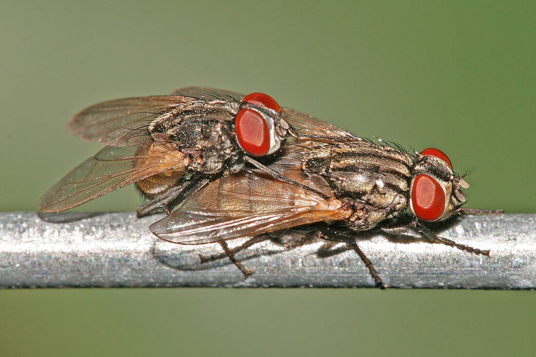 File:Housefly mating2.jpg