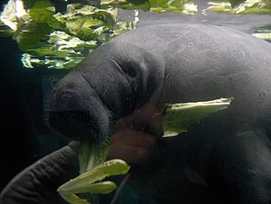 West Indian Manatee