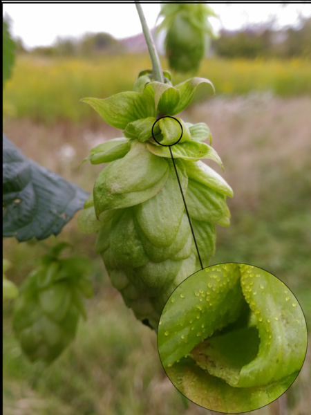 File:Humulus lupulus.png