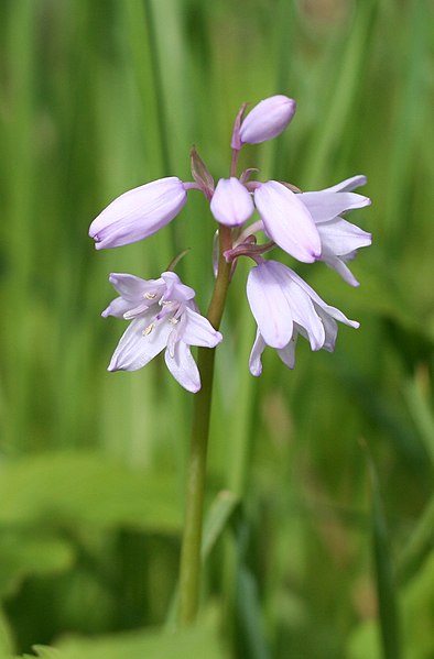 File:Hyacinthoides non-scripta.jpg