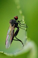 Miniatura para Hybotidae