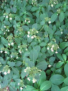 <i>Hydrangea serrata</i> species of plant