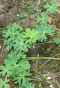 Marsilea schelpeana