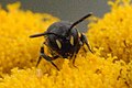 Hylaeus.confusus8.-.lindsey.jpg