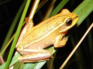 Hypsiboas semiguttatus02.jpg