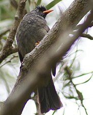 Réunion-Rotschnabelbülbül