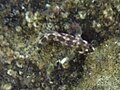 Miniatura para Hypsoblennius brevipinnis