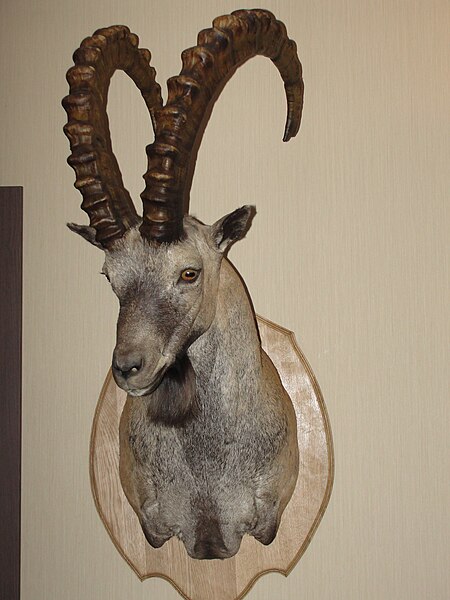 File:Ibex head.JPG