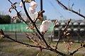 S509 疣桜 Ibozakura 花の写真