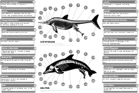 Ichthyosaur vs dolphin.svg