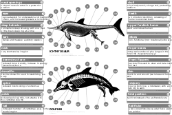 魚龍的骨骼（上）與海豚的骨骼（下）