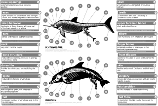 Dolphins (aquatic mammals) and ichthyosaurs (extinct marine reptiles) share a number of unique adaptations for fully aquatic lifestyle and are frequently used as extreme examples of convergent evolution Ichthyosaur vs dolphin.svg