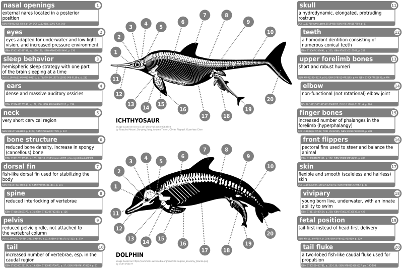 File:Ichthyosaur vs dolphin.svg