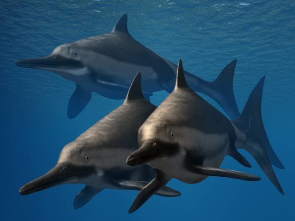 Restoration of three I. anningae