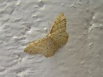 Thumbnail for Idaea fuscovenosa