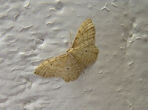 Gray-edged dwarf moth (Idaea fuscovenosa)