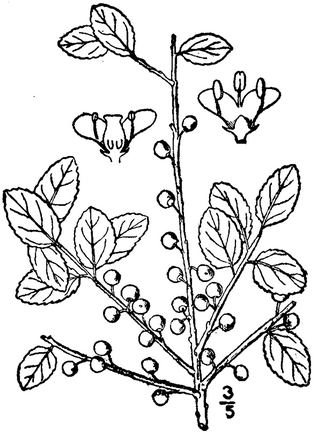 <i>Ilex glabra</i> Species of holly