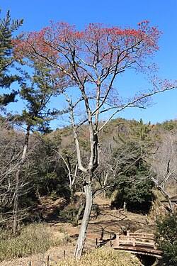 落葉後の赤い実をつけたタマミズキの雌株、尾張白山、愛知県小牧市にて、2022年2月11日撮影