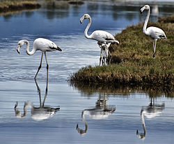 Rosenflamingo: Taksonomi og etymologi, Beskrivelse, Utbredelse