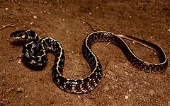 Description de l'image Indian egg eater snake Elachistodon westermanni by Krishna Khan Amravati.jpg.