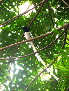 Adult male Indian paradise flycatcher in Pannipitiya, Sri Lanka Indian paradise flycatcher (male) - Sri Lanka - 01.jpg