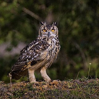 Indian eagle-owl Species of owl