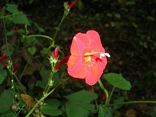 <i>Ipomoea hederifolia</i> Species of flowering plant