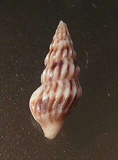 <i>Iredalea</i> genus of molluscs