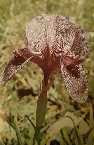 Iris sofarana.jpg