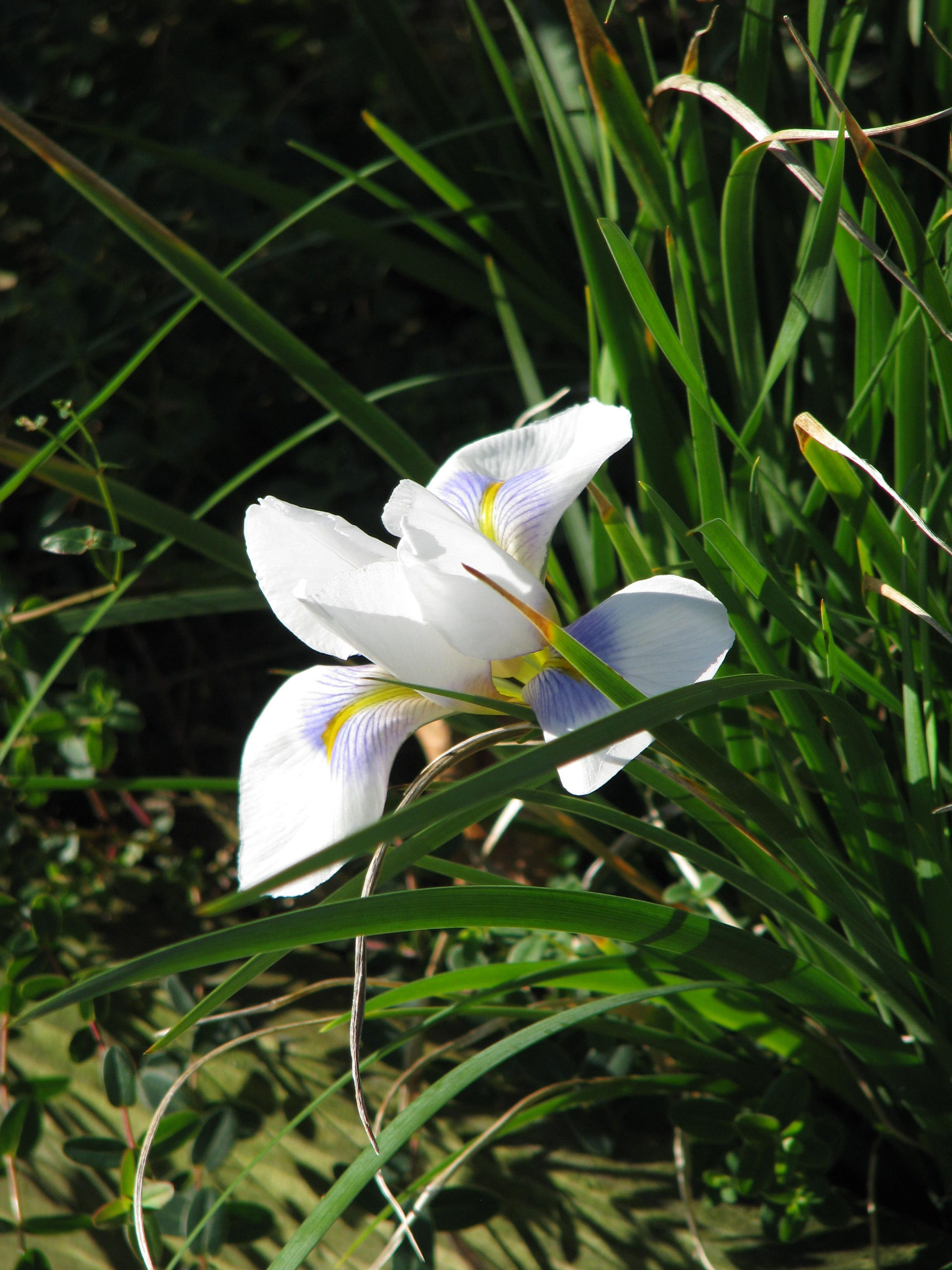 Iris unguicularis Peloponnese Snow (11890998433).jpg