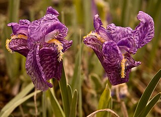 <i>Iris kemaonensis</i> Species of plant