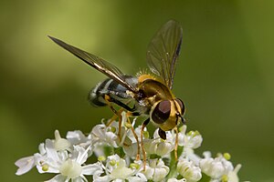 Blue broadband hover fly (Leucozona glaucia)