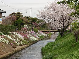 Kirsikkapuu Shibutajoella