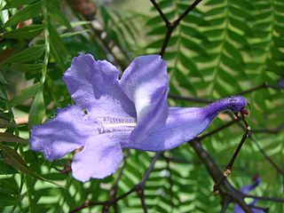<i>Jacaranda</i> genus of plants