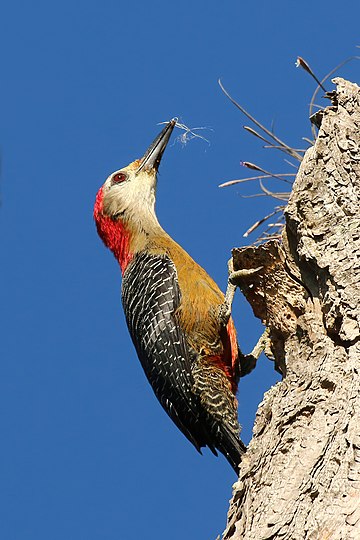 Melanerpes radiolatus