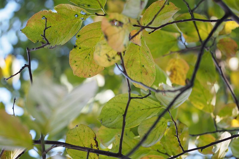 File:Japanese Persimmon (Diospyros kaki) (22089294564).jpg