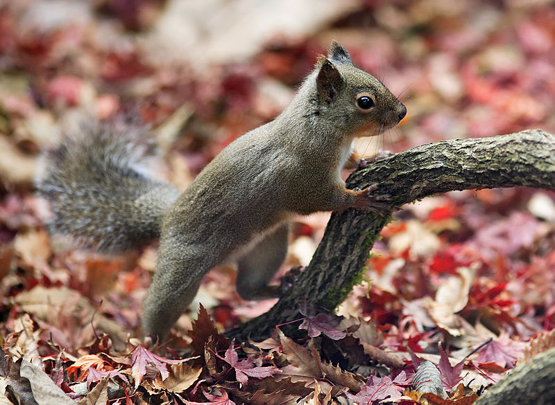 File:Japanese Squirrel edit.jpg