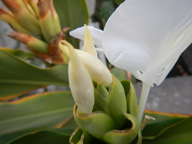 File:Jf4853Hedychium coronarium Philippine Camiafvf 14.JPG