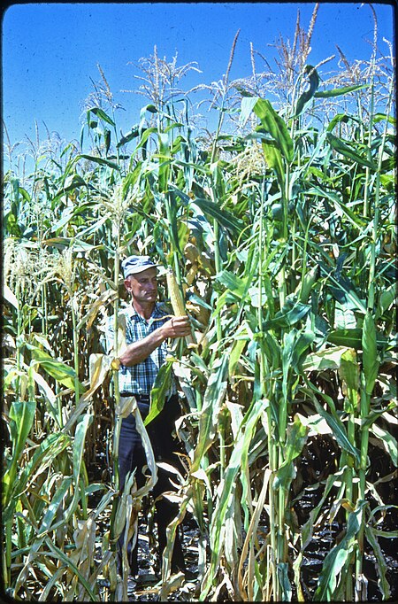 Tập_tin:John_Yungen_in_corn_field,_circa_1975_(7951530084).jpg