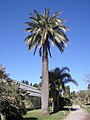 La palma del Cile ha un tronco particolarmente largo che, unitamente a una notevole altezza (fino a 30 m), la rende una delle palme più massicce.