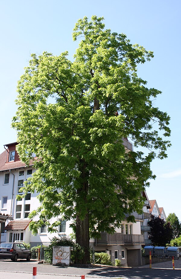 File:Juglans nigra.Marburg.jpg