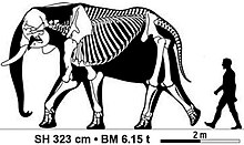 Skeleton of Jumbo, a young African bush elephant bull, compared to a human Jumbo size comparison.jpg