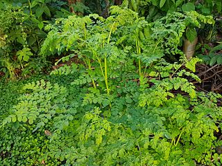 Moringa Oleifera: Étymologie et synonymes, Description, Répartition