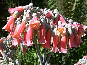 Kalanchoe delagoensis03.JPG