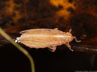 <i>Kelisia</i> genus of insects