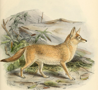 <span class="mw-page-title-main">Pale fox</span> Species of carnivore