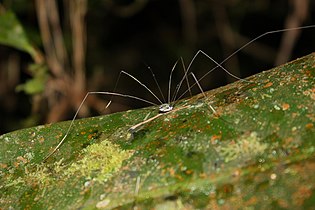 ザトウムシの1種