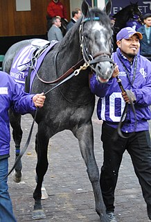 <span class="mw-page-title-main">Knicks Go</span> American racehorse