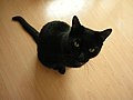 Schwarze Katze – Genotyp aa