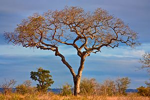 Sclerocarya Birrea